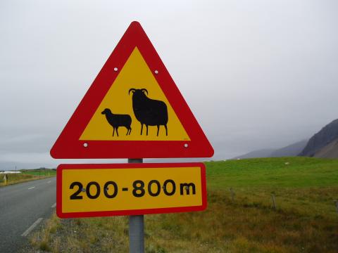 image Señal de paso de ovejas, Islandia