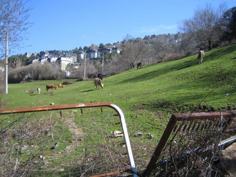 image Prado con vacas, Cercedilla