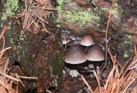 image Mycena