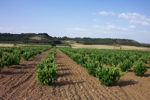 image Viñas en Cigales, Valladolid
