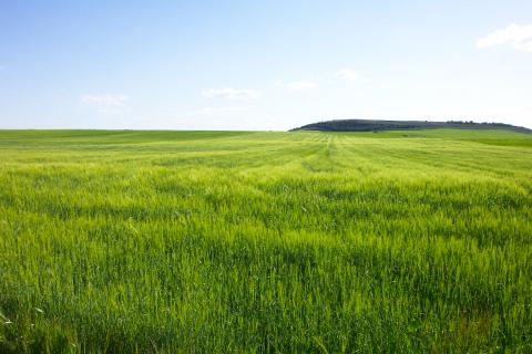 image Mieses en primavera, Cigales, Valladolid