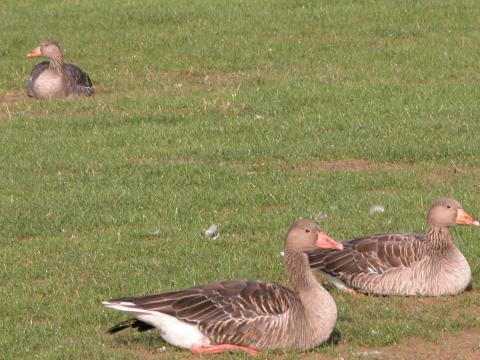 image Ánsares (Ánsar sp)