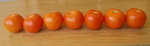 image 7 tomates