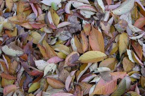 image Hojas secas