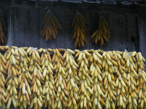 image Maíz