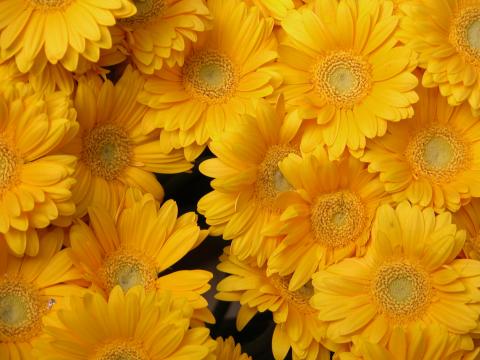 image Gerbera amarilla