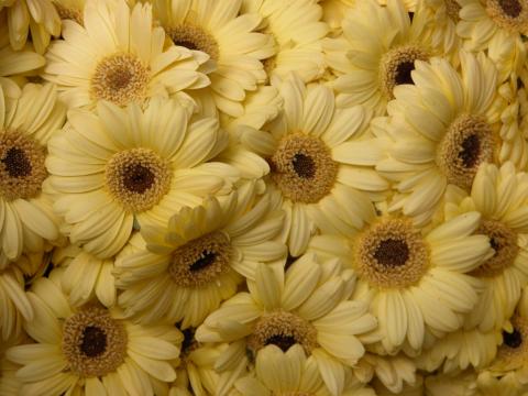 image Gerbera blanca