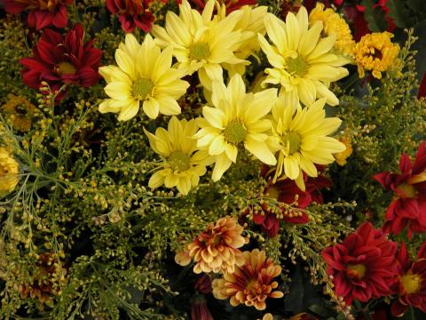 image Margaritas y crisantemos