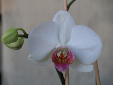 image Orquídea