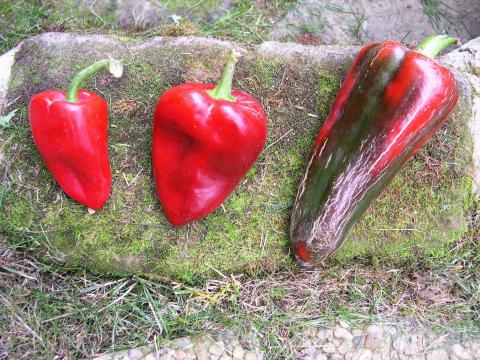 image Pimientos riojanos