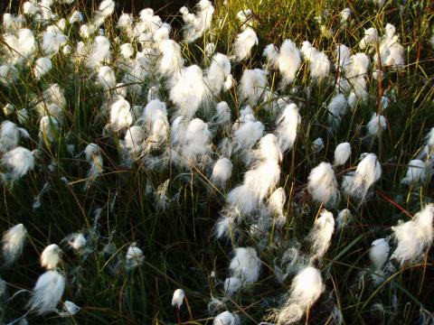 image Paisaje, Islandia