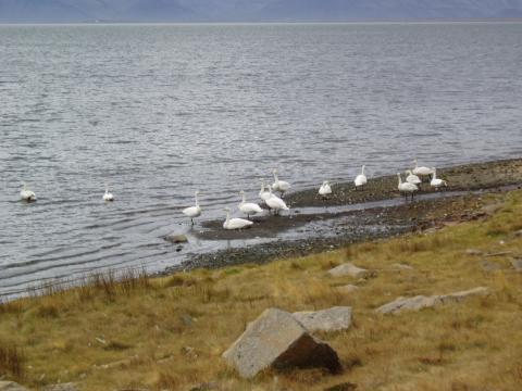 image Paisaje, Islandia
