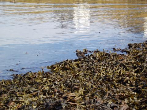 image Paisaje, Islandia