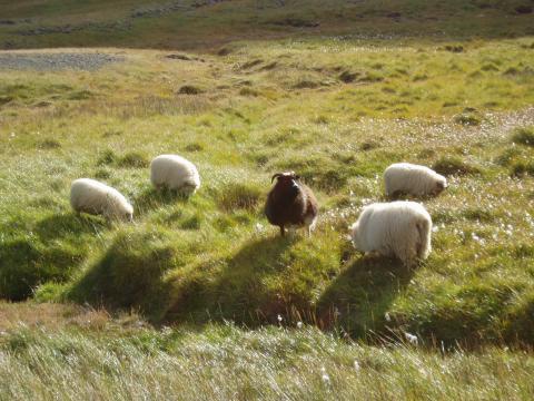 image Ovejas, Islandia