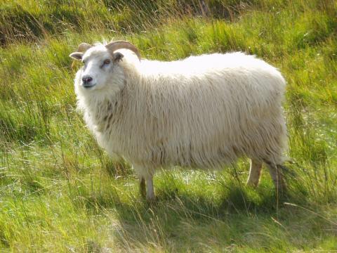 image Oveja, Islandia