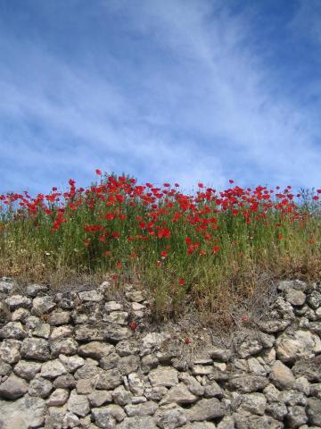 image Pared y amapolas, Brihuega, Guadalajara