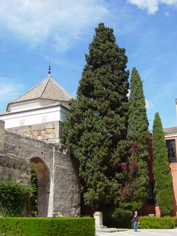 image Muralla almohade, Real Alcázar de Sevilla