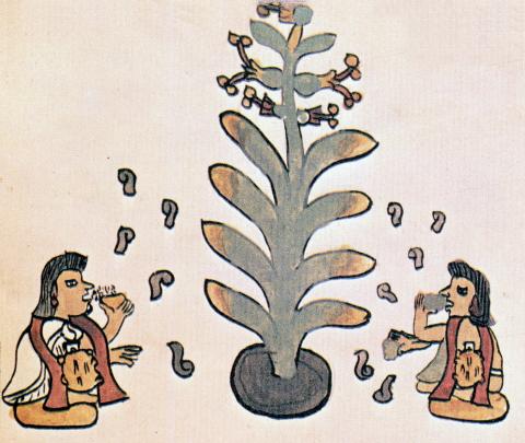 image Indios comiendo peyote