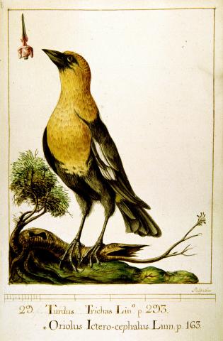 image Lámina zoológica de la expedición de Martínez de Sesé a Sudamérica