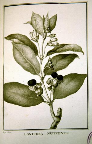 image Lámina de la expedición de Alejandro Malaspina