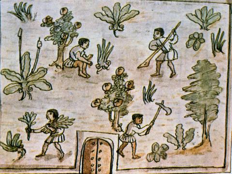 image Encomienda