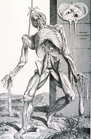 image Lámina De Humanis Corporis Fabrica, de Vesalio