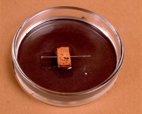 image magnetismo natural