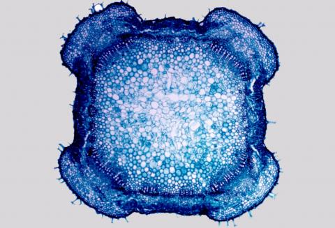 image Tallo de labiada