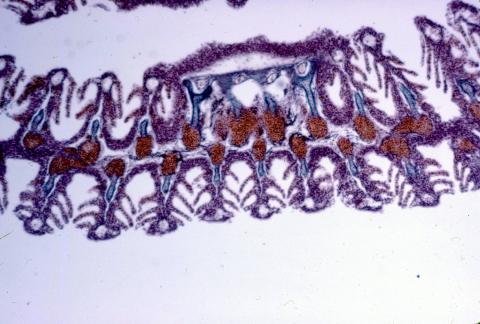 image Agallas de trucha