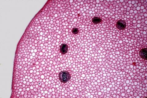 image Rizoma de helecho