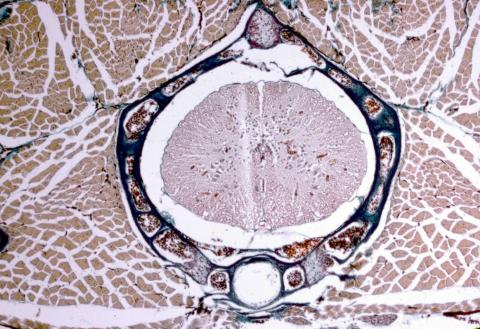 image Corte de trucha