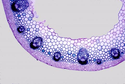 image Tallo de dicotiledónea