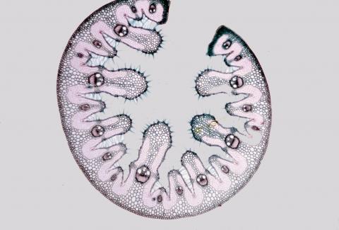 image Corte de hoja serofita