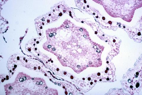 image Corte de tallo de equiseto