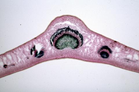 image Corte de hoja de olivo