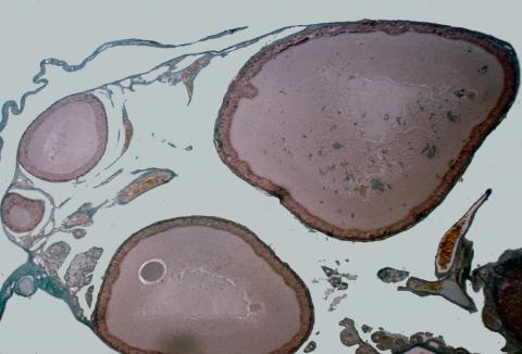 image Corte ovario de reptil