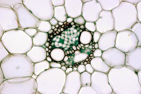 image Tubos conductores