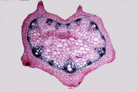 image Peciolo de monocotiledónea