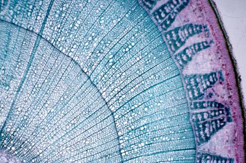 image Corte de tallo de tilo