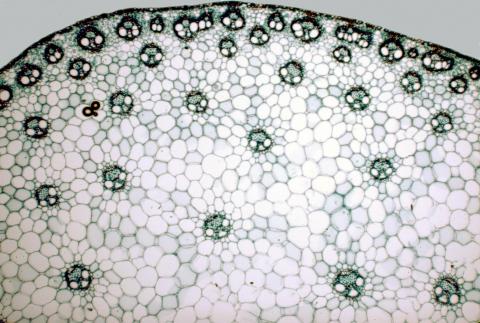 image Corte de un tallo de monocotiledónea