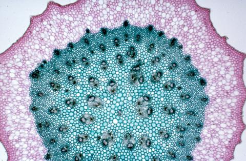 image Tallo de monocotiledónea