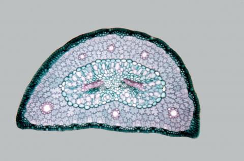 image Corte de hoja de pino