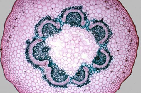 image Corte de peciolo