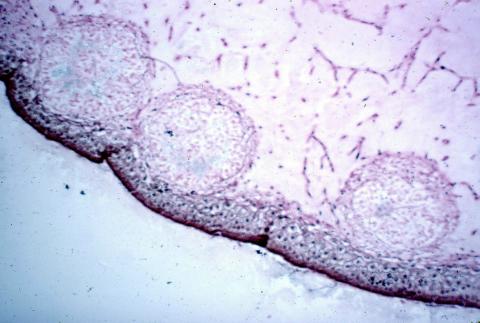 image Conceptáculos