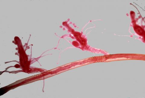 image Hidrozoo (Hydrozoa)