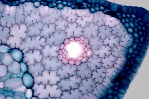 image Tubos resiníferos