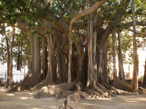 image Ficus gigante, Palermo, Sicilia