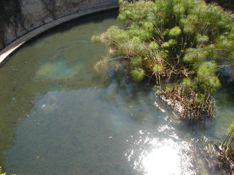 image Fuente de Arethusa, Ortigia, Sicilia