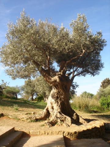 image Olivo, Templo de Juno, Agrigento, Sicilia