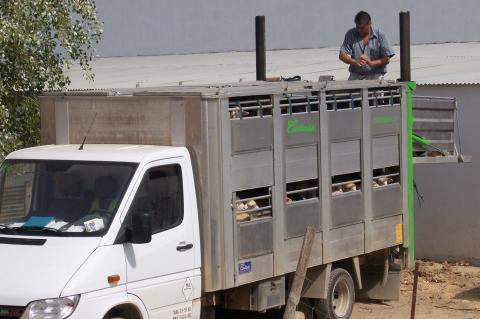 image Camión de transporte de ovejas
